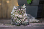 female German Longhair