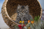 German Longhair Kitten