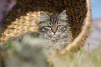 German Longhair Kitten