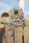 German Longhair Kitten