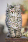 German Longhair Kitten