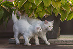 female German Longhair