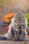 female German Longhair