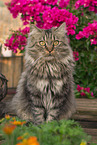 German Longhair tomcat