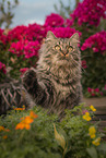 German Longhair tomcat