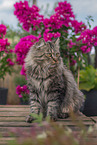 German Longhair tomcat