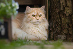 German Longhair tomcat