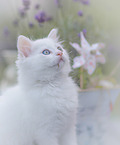 German Longhair Kitten