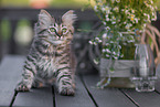 German Longhair Kitten