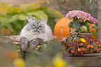 female German Longhair