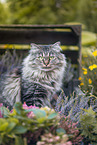 female German Longhair