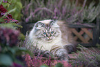 female German Longhair