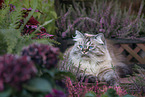 female German Longhair