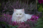 white German Longhair