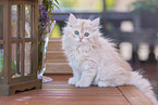 German Longhair Kitten