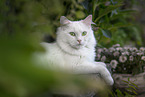 white German Longhair