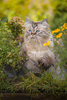 female German Longhair