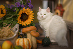 white German Longhair