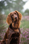German longhaired Pointer