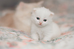 German Longhair kitten