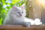 German Longhair kitten