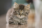 German Longhair Kitten