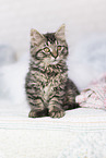 German Longhair Kitten