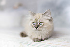 German Longhair Kitten