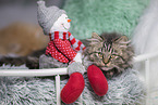 German Longhair Kitten