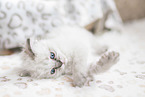 German Longhair Kitten