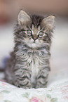 German Longhair Kitten