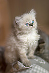 German Longhair Kitten