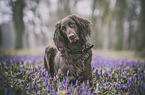 German longhaired Pointer