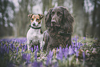dogs