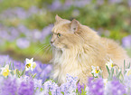 German Longhair