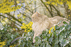 German Longhair