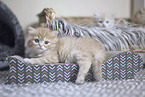 German Longhair Kitten