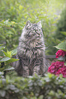 German Longhair