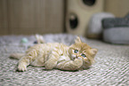 German Longhair Kitten