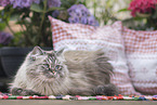 German Longhair