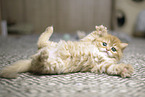 German Longhair Kitten