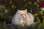 German Longhair