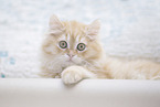 German Longhair Kitten