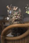 German Longhair