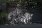 German Longhair