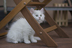 German Longhair