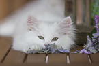 German Longhair