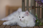 German Longhair