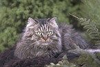 German Longhair