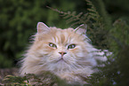 German Longhair